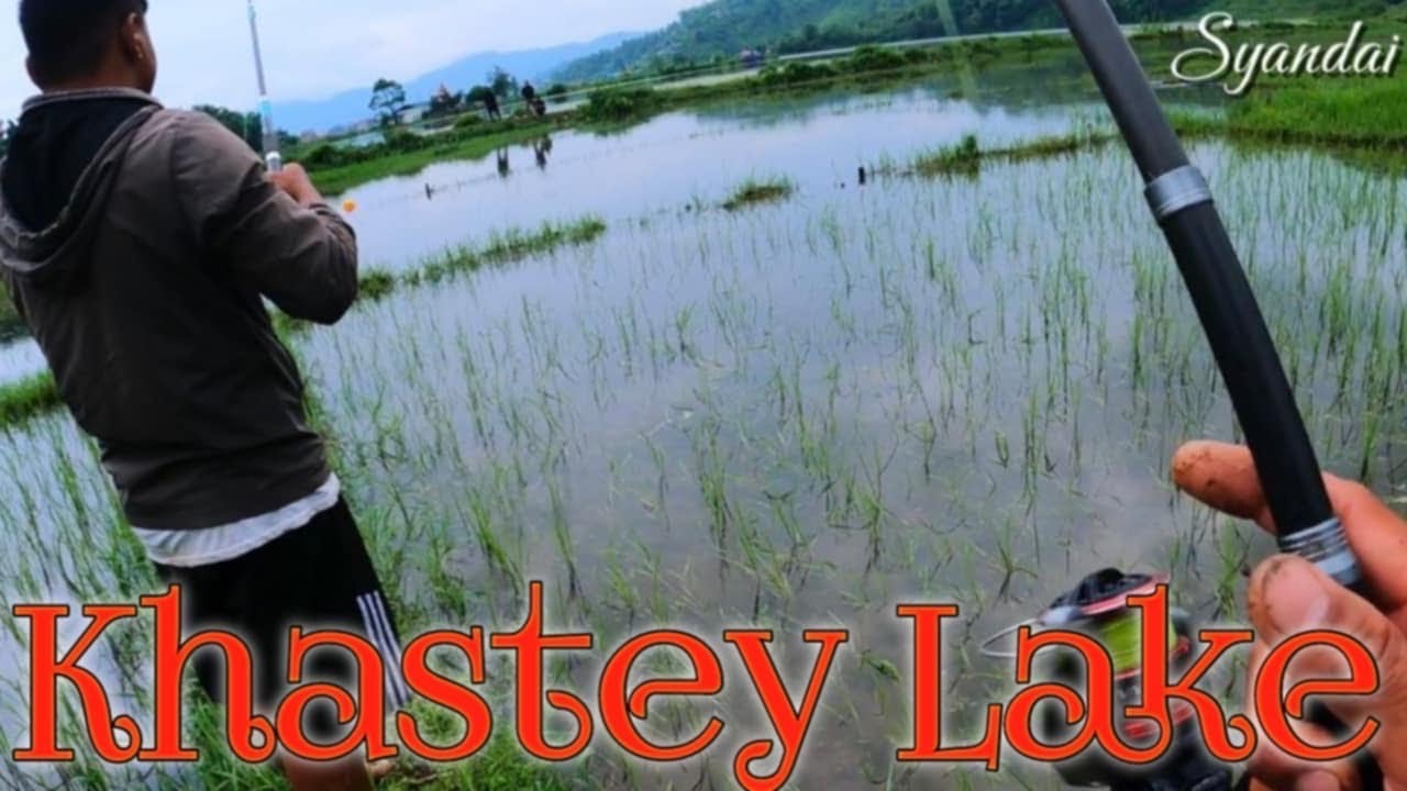 Khastey Lake Amazing Fishing Paddy Field 🎣 || Khastey Lake Fishing || Fishing Nepal 🇳🇵