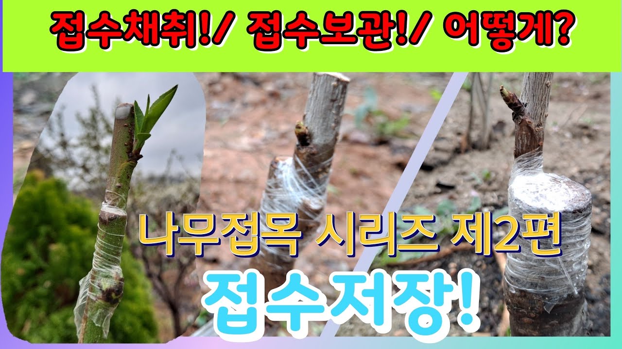 [접수보관방법. 접수채취시기. 접수채취방법] / 접수의 채취와 저장을 잘 해야 #나무접목 성공율을 높일 수 있다! / Retrable storage / Grafting tree