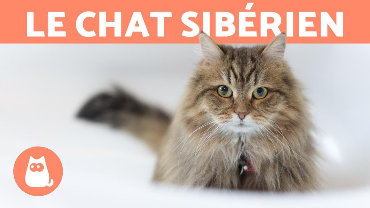 LE CHAT SIB&Eacute;RIEN - Caract&eacute;ristiques, soins et sant&eacute; !