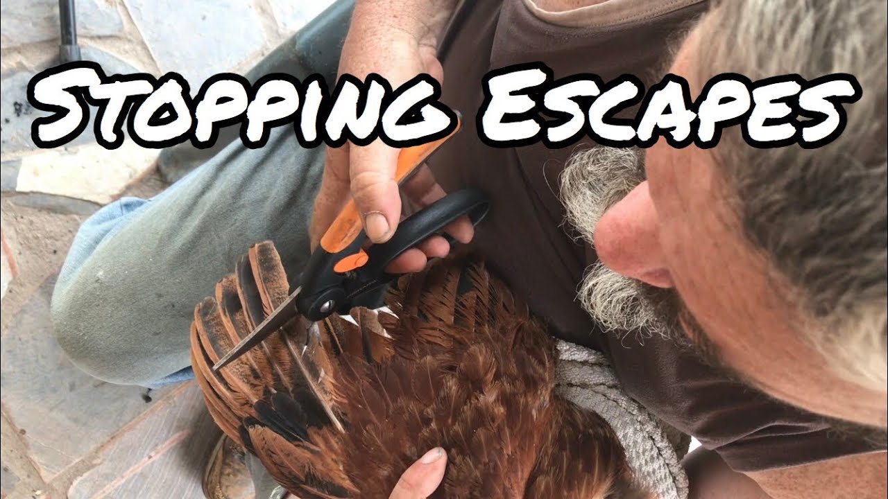 How to clip chicken wings to keep them from flying