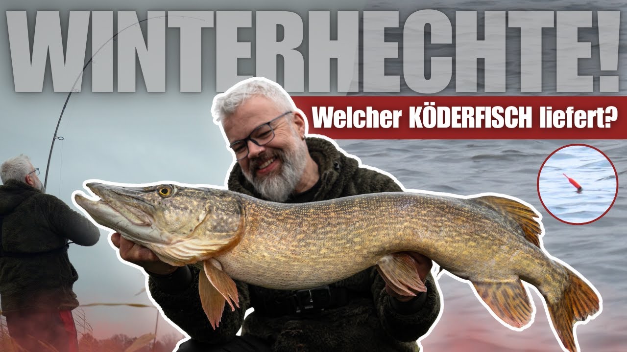 Zickige Hechte? So fängst du HECHTE mit KÖDERFISCH!