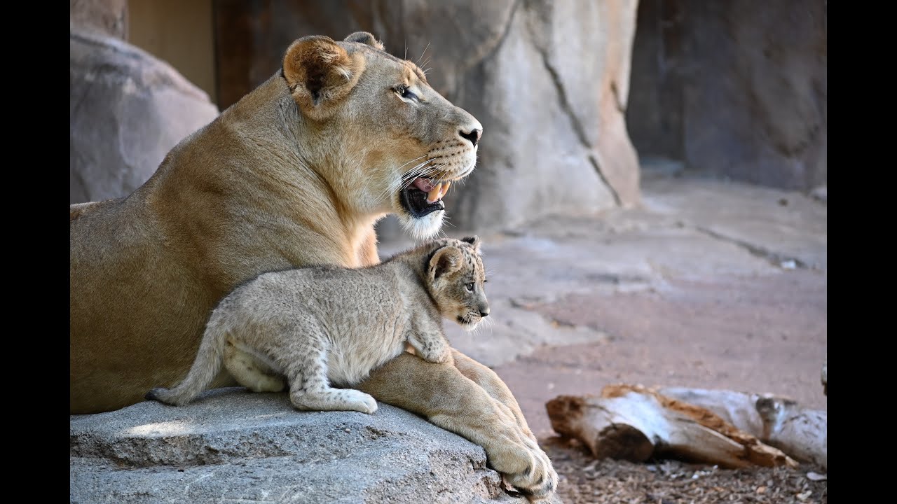 African Lion Cubs First Day Outside!