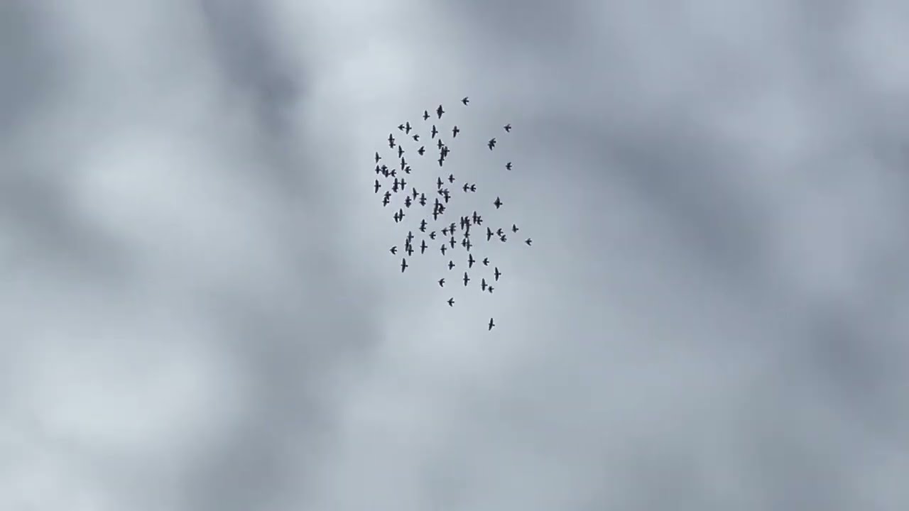 Pigeon Training Toss # 5 - 80 miles/128 km