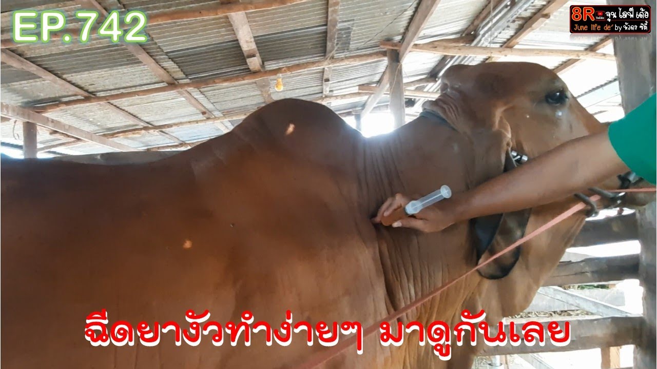 EP.742 มาดูวิธีฉีดยางัว ทำง่ายๆ เกษตรเบส อธิบายชัดเจน พร้อมแนะนำเทคนิคทุกอย่าง คนเลี้ยงวัวควรดู!!!