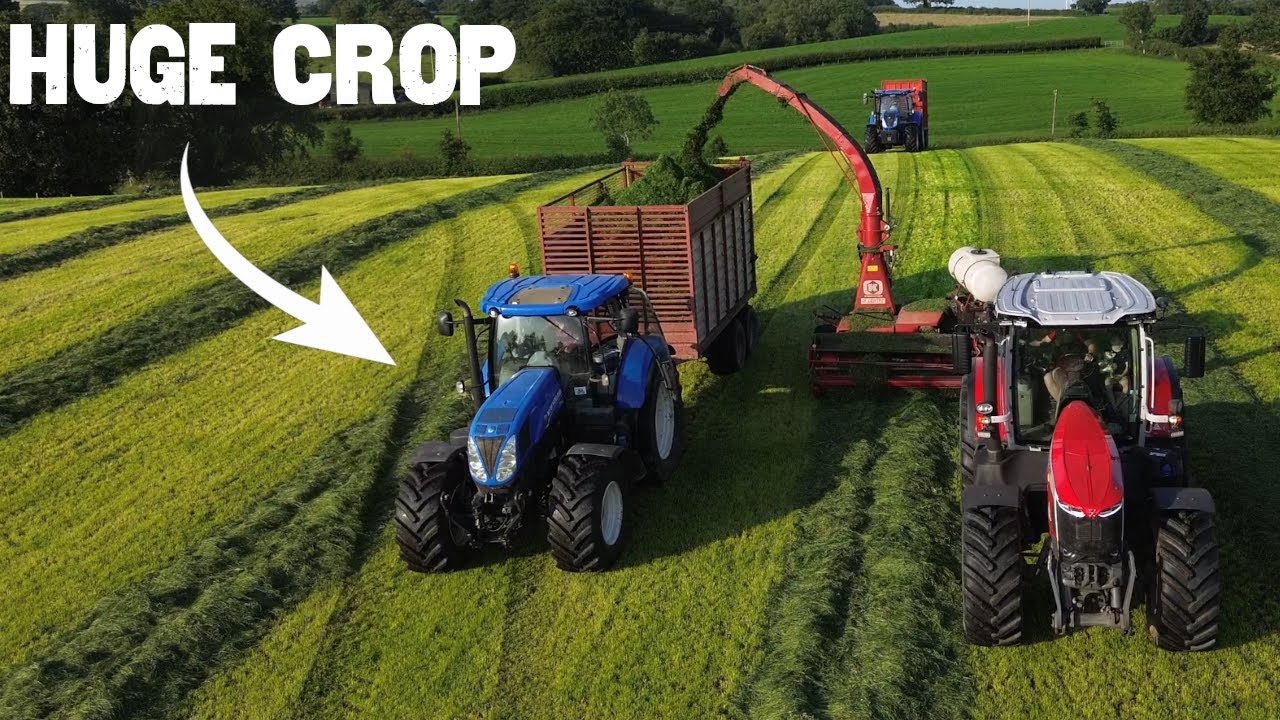 Biggest Silage Crop We've EVER Lifted – 185 Acres and the Pit is BURSTING!!