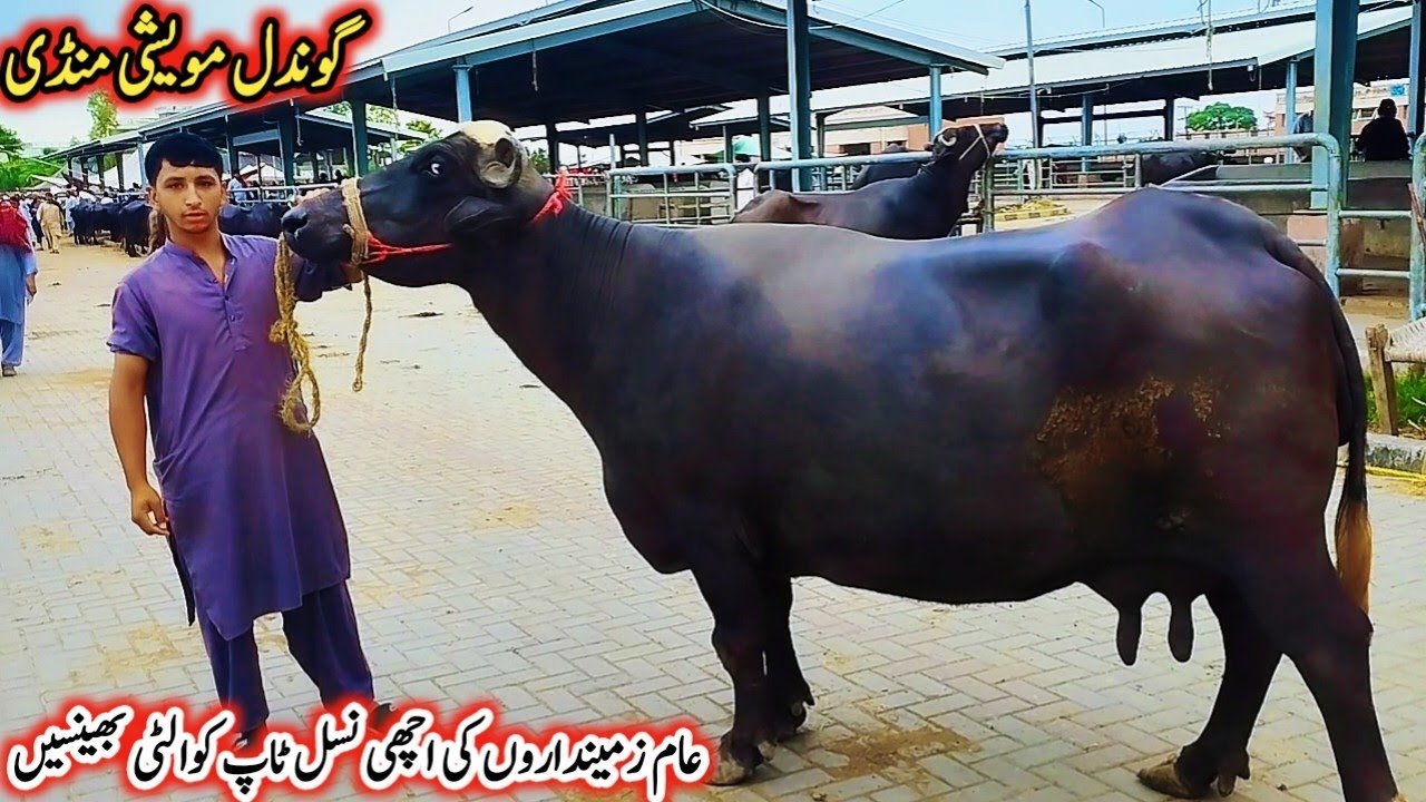 Gondal Mandi latest update 7Aug 2025!Milking buffalos Fresh Rate on Gondal Mandi!#buffalo video 