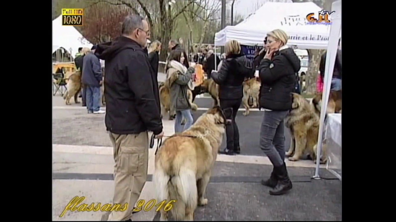 exposition régionale du leonberg 27 mars 2016  flassans sur issole