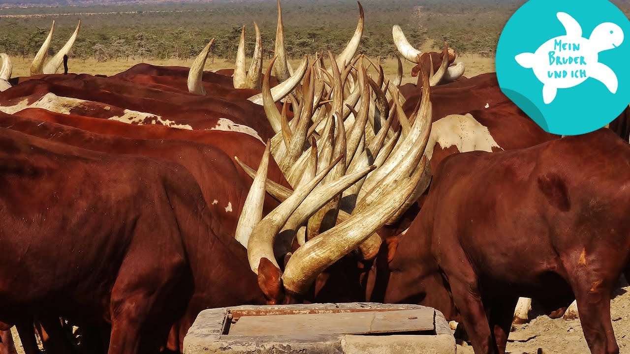 Mit Rindern durch die Savanne (12) | Mein Bruder und ich im Tierreservat in Kenia