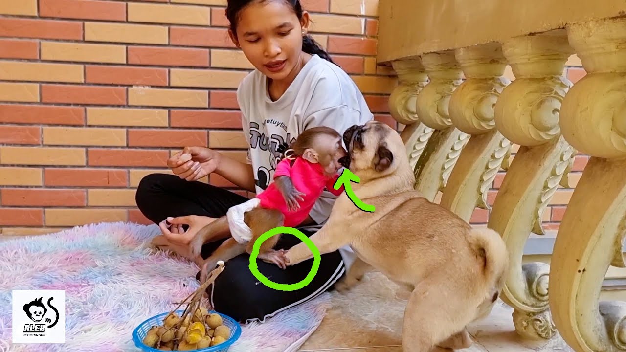 Double Klll in One Short Alex Energaticly Teach Pug Dog A Lesson So P@inful