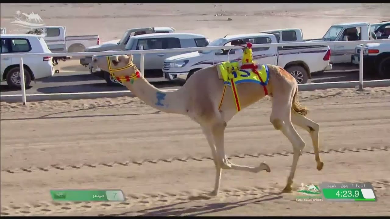 الشوط 1 زمول عام كأس مساء يوم السبت 5-11-2022 من #كأس_الأولمبية_للهجن