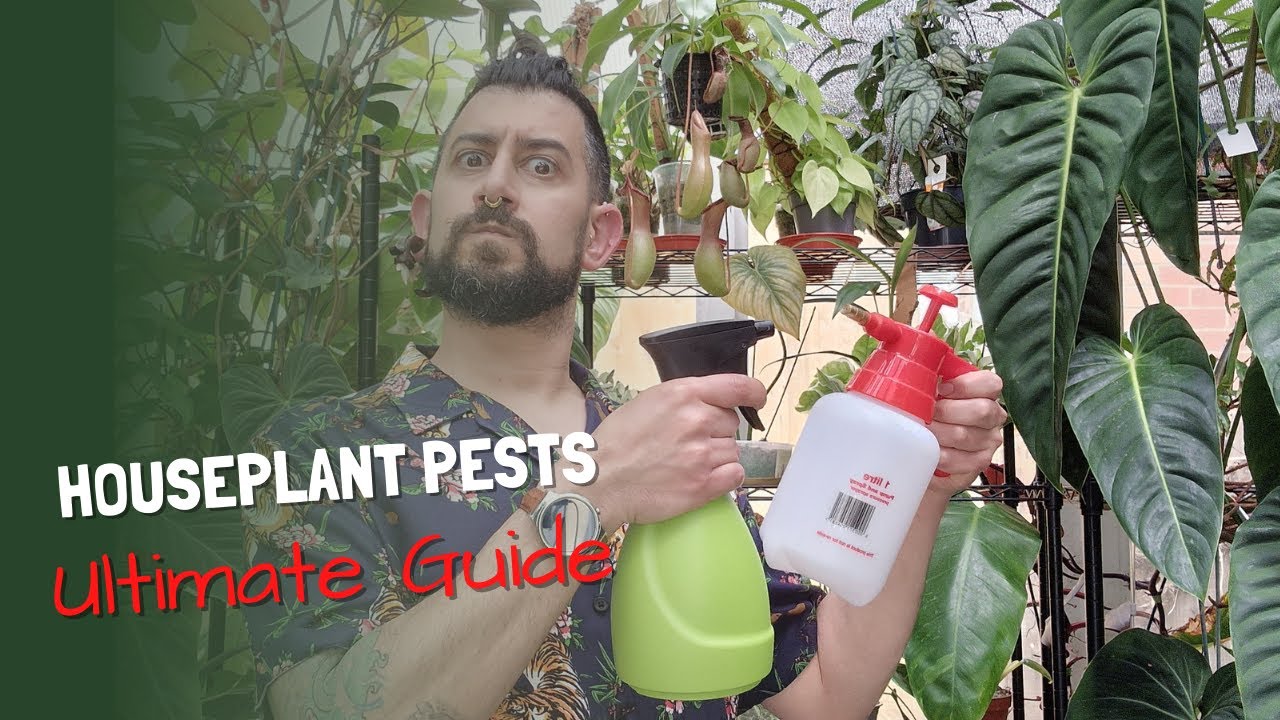 Houseplant Pests Comprehensive Guide | Deal with Fungus Gnats, Spider Mites, Mealybugs, Thrips