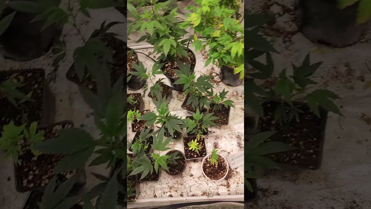 How to grow Clones Day 1