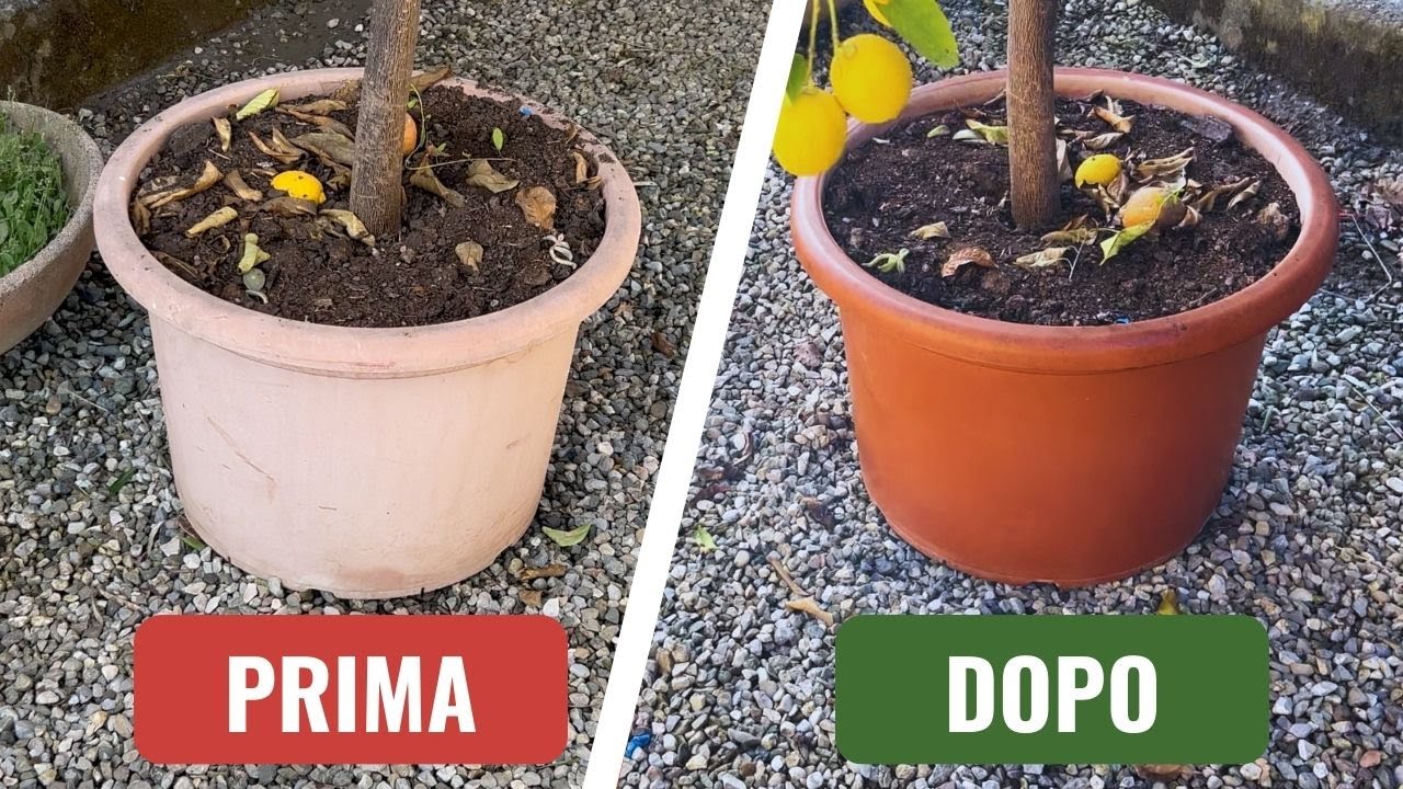 Ho scoperto come rinnovare i miei vasi di plastica in un attimo!