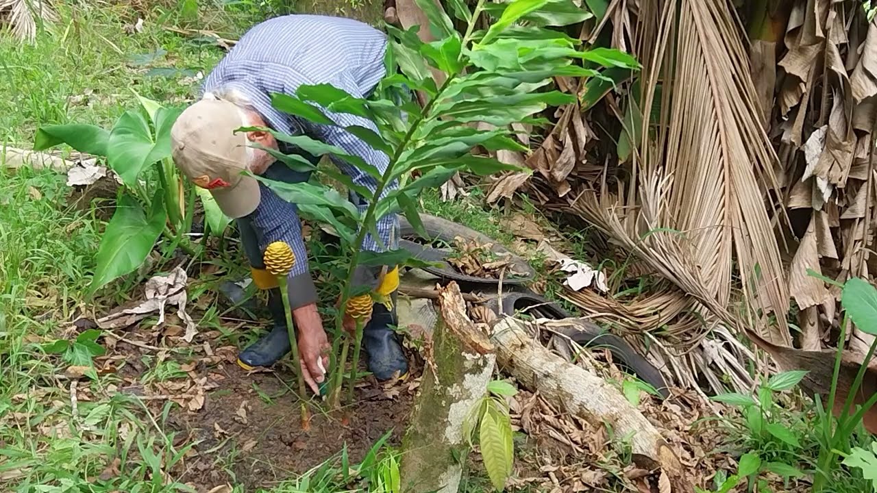 Como fazer muda e plantar Sorvetão no local definitivo