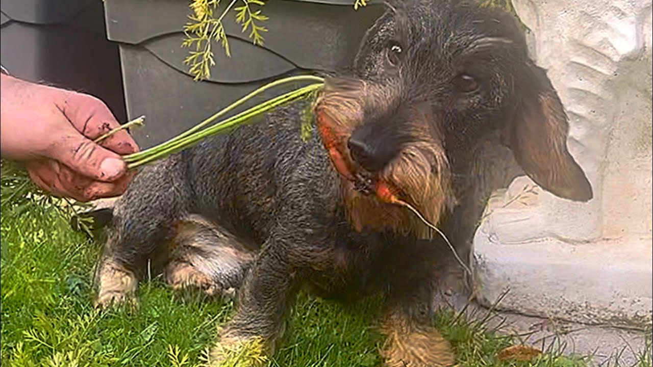 Dachshund Teddy the Sneaky Carrot Bandit! 😂