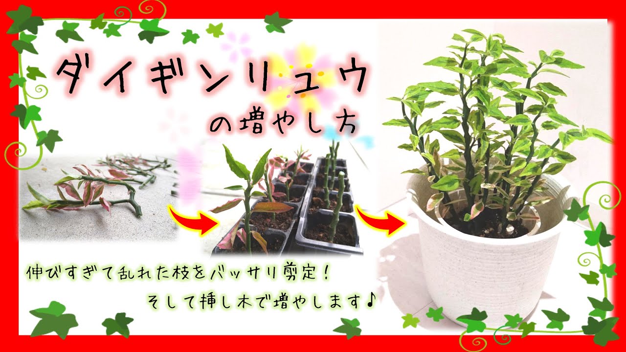 【ダイギンリュウの増やし方】