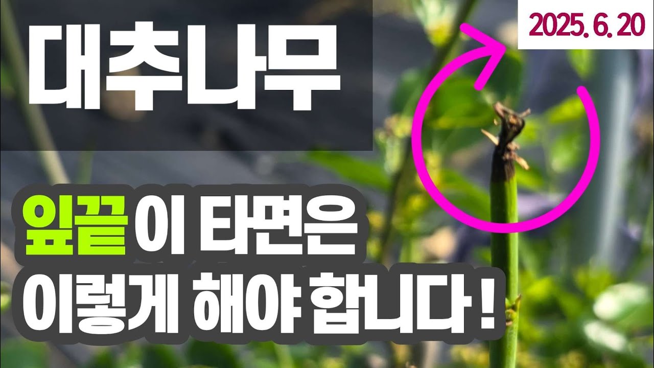 대추나무  - 잎이 타는 이유 #사과대추 잎이 타는 원인과 대책