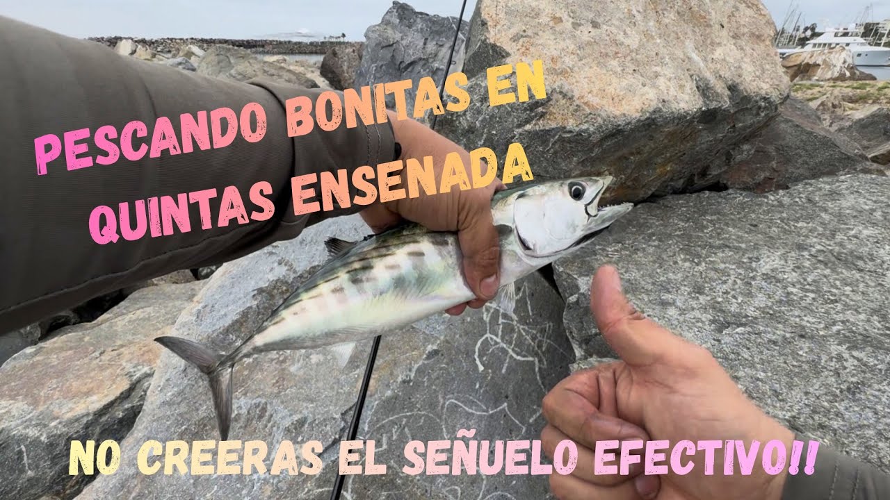 PESCA DE  BONITAS EN QUINTAS ENSENADA !! Ep:1 buscando puntos de pesca de orilla en Ensenada BC 