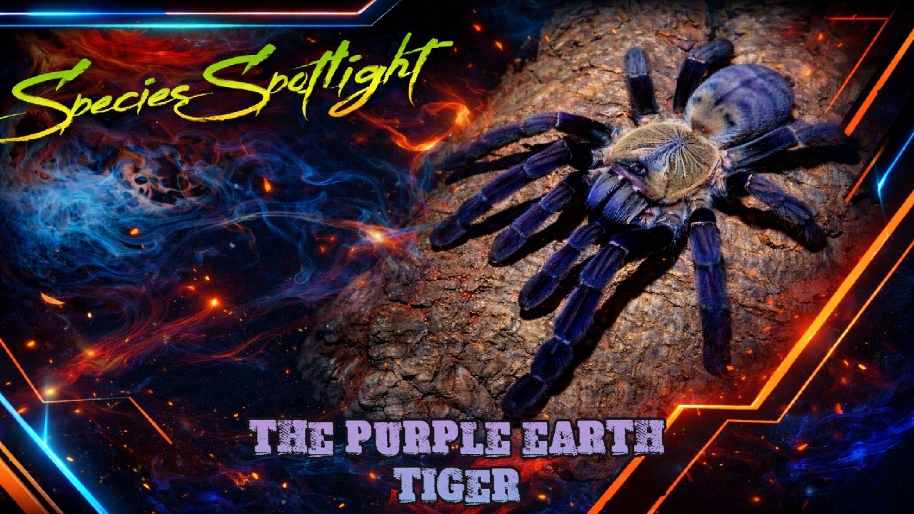 Species Spotlight (The Phormingochilus Hati Hati) Venom & Velvet: The Purple Earth Tiger