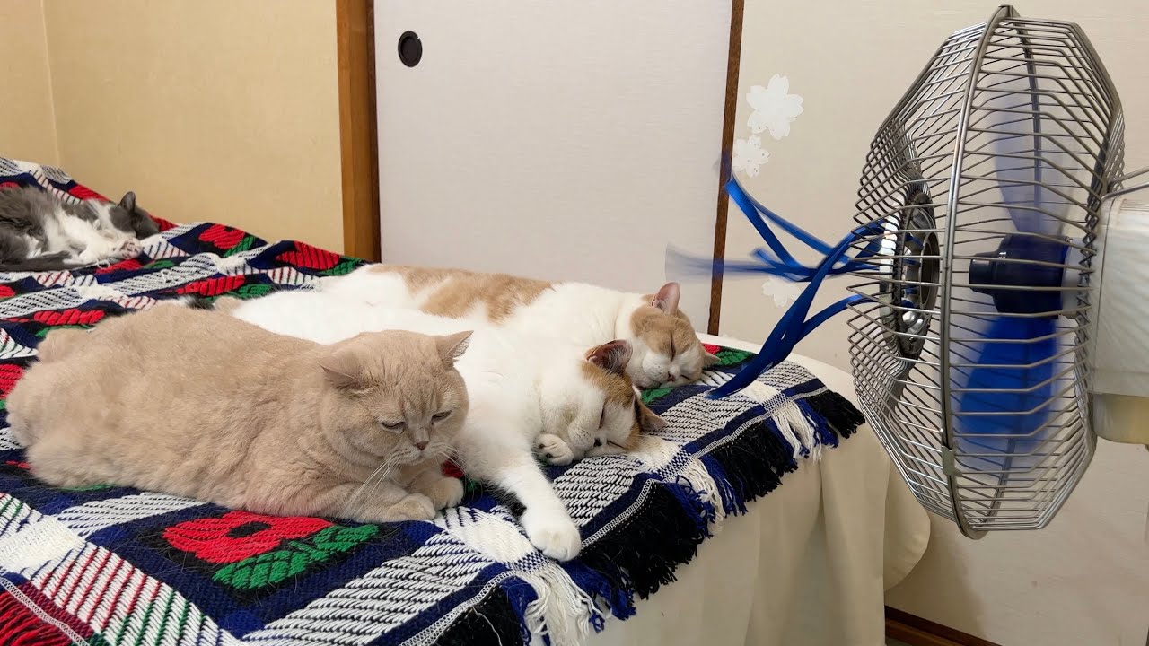 扇風機の前でくつろぐ猫たち
