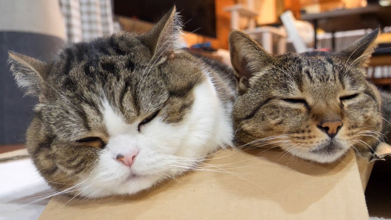 平べったい箱に一緒に入るまるとはな。-Maru&Hana use the flat box together.-