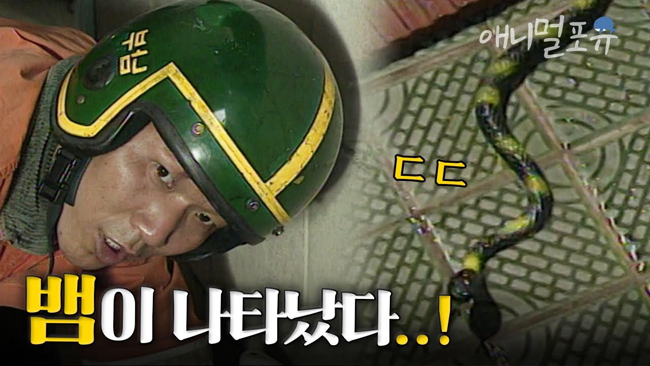 시청자 요청 🚨 아니 신발장에 뱀이 나타남;; 🐍 섬뜩하게 생긴 뱀을 보자 구급대원도 놀라고 마는데.. | KBS 긴급구조 119 980729 방송
