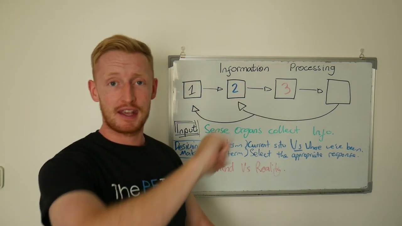 Information Processing Model