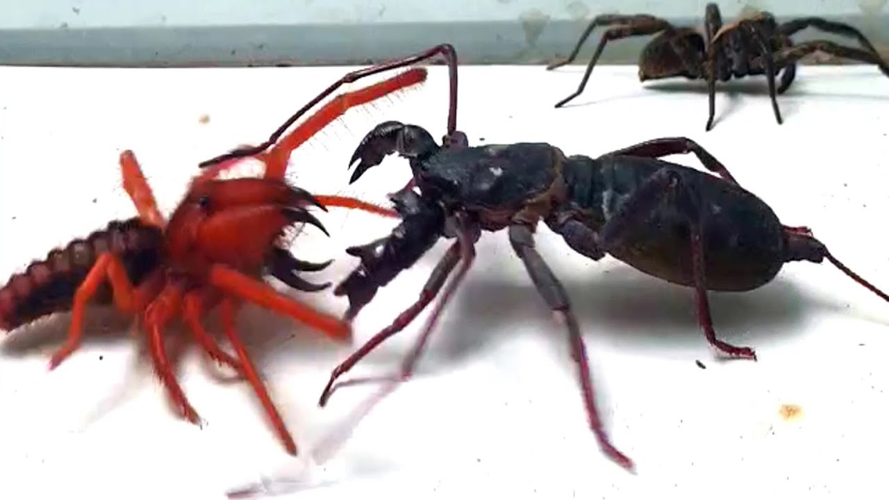 Camel Spider vs Whip scorpion - Who wins
