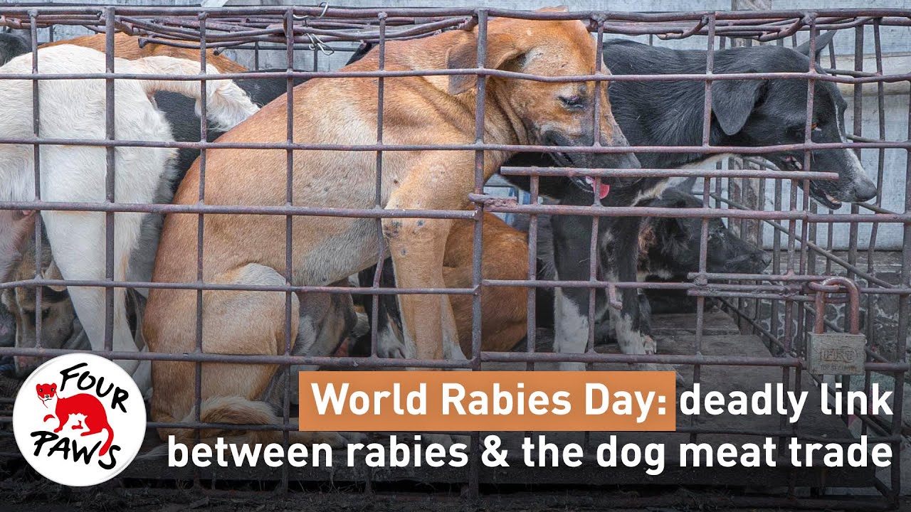 The Dog Meat Trade and Rabies: What&rsquo;s the Connection?