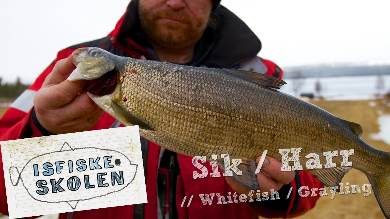 Isfiske sik & harr // Ice fishing whitefish & grayling - Isfiskeskolen Ep11