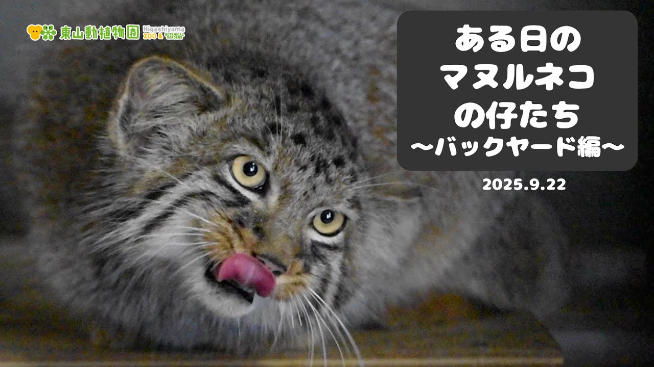 【東山動植物園公式】ある日のマヌルネコたち〜バックヤード編〜《 マヌルネコ 》