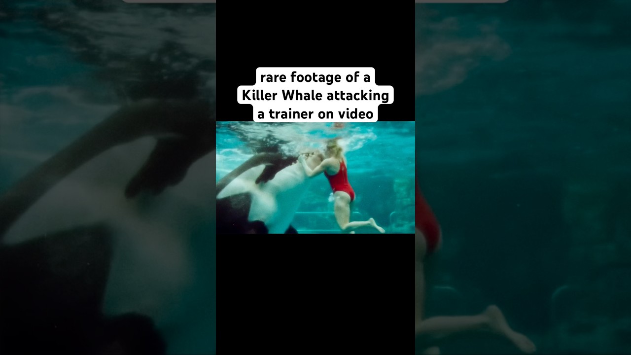 Scary video of a Killer Whale attack