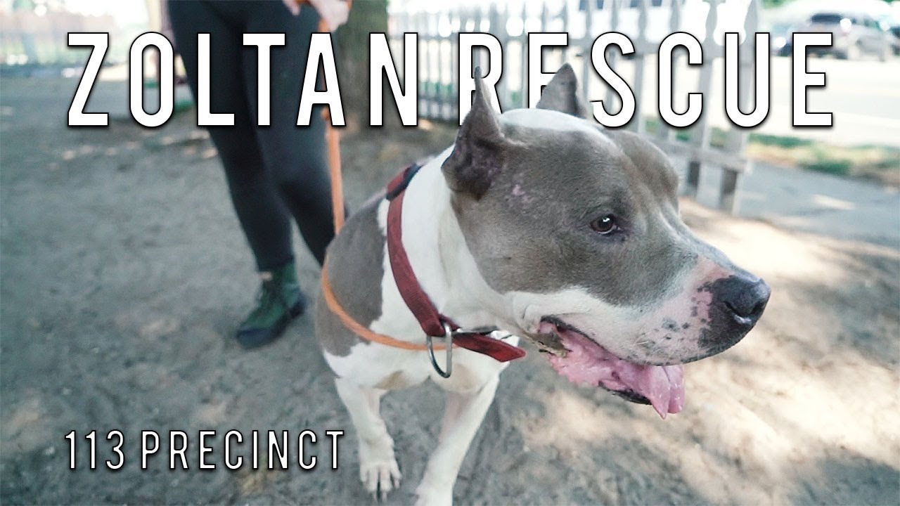 NYPD HELP RESCUE BLIND AND WOUNDED SENIOR PITBULL | New York Bully Crew