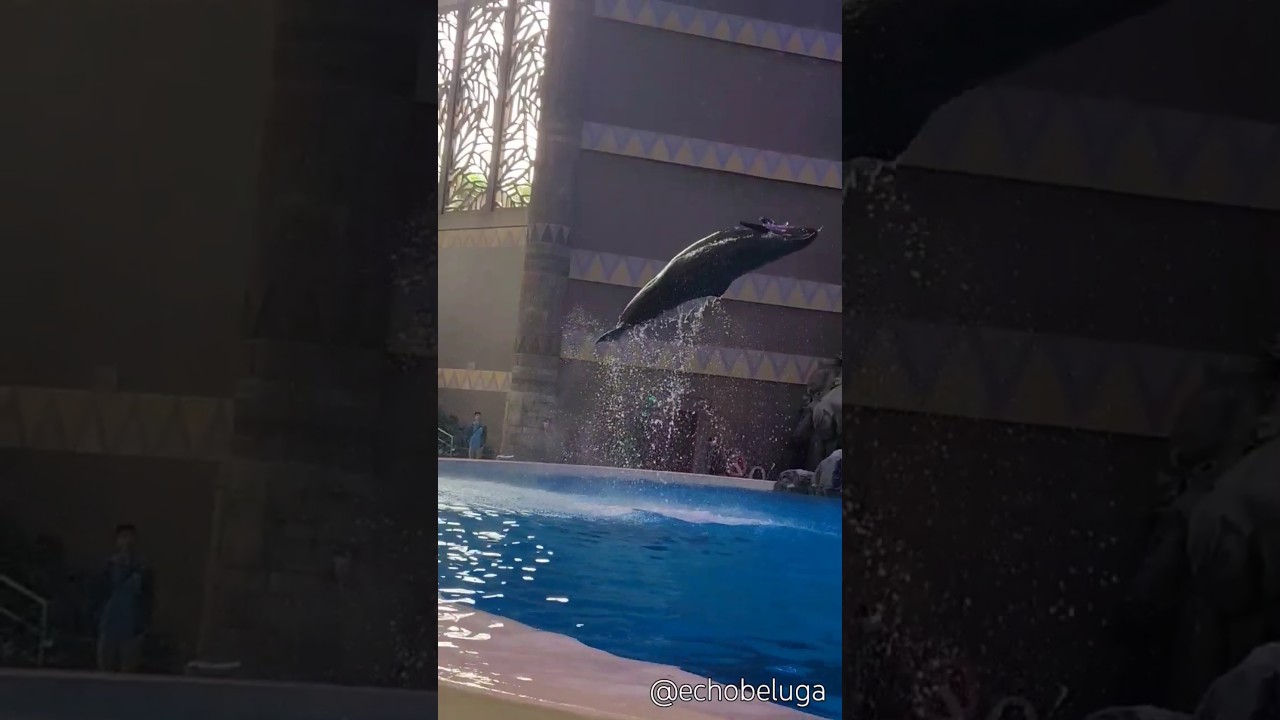 Okina demonstrates the speed and power of the false killer whale 🔥