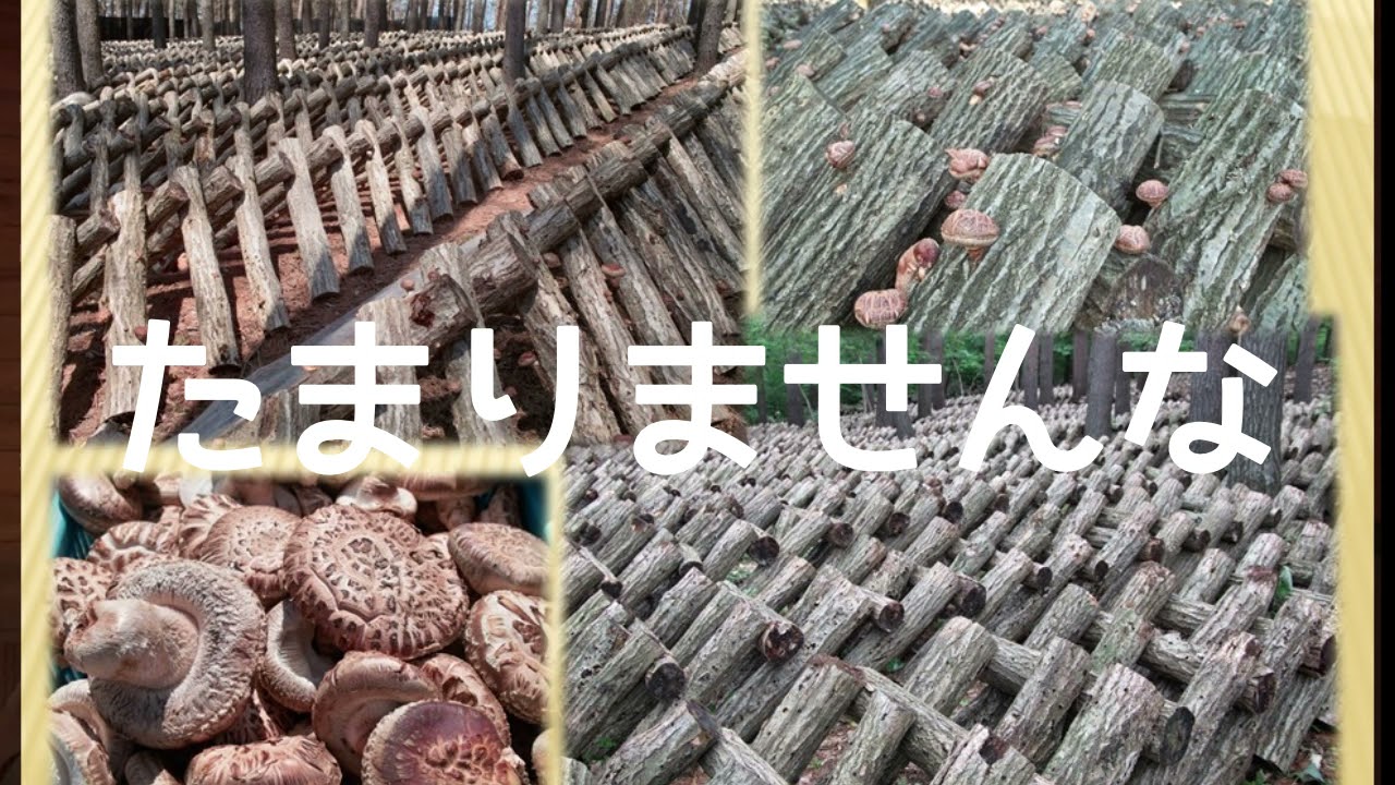 原木シイタケ栽培のながれ