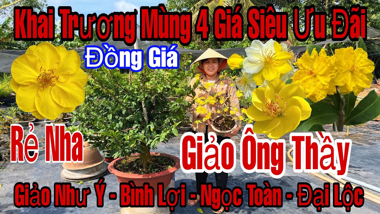 Mùng 4☎️0979370704☎️🌲Mai Vàng Giá Rẻ🌲Giảo Ông Thầy-Như Ý-Bình Lợi-Ngọc Toàn-Đại Lộc-Thọ Hương...🌲