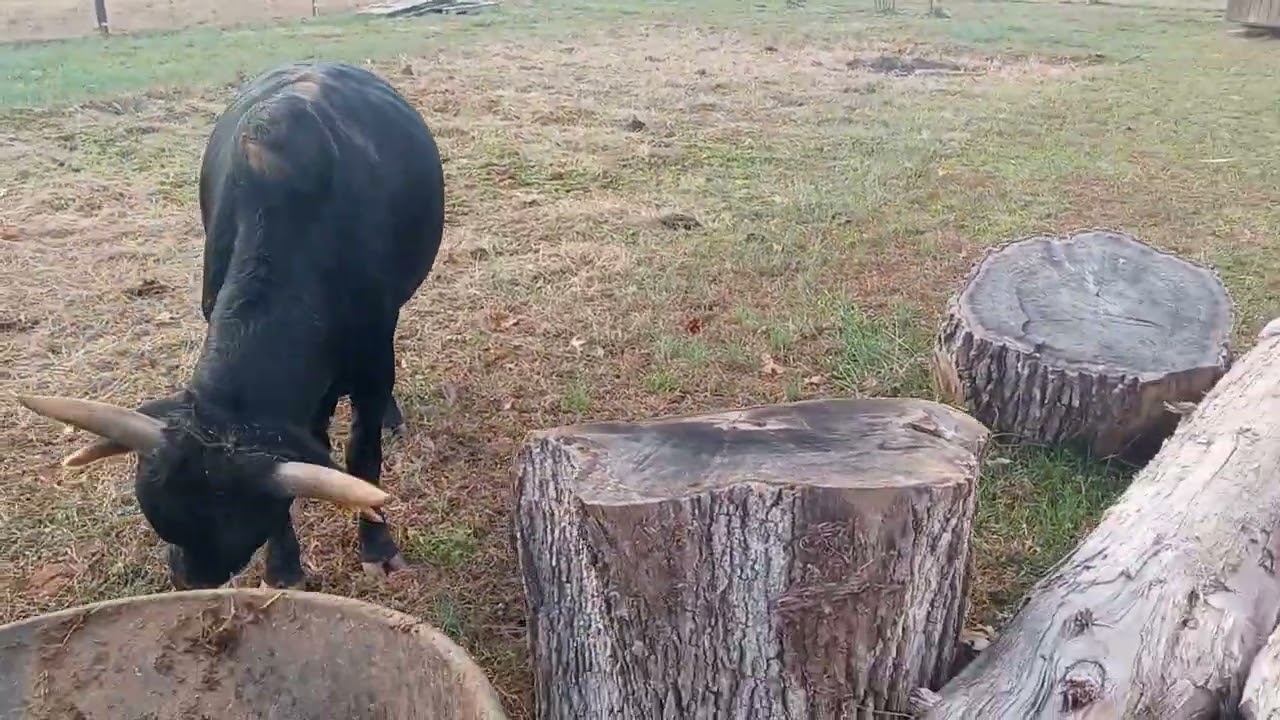 Earl the Zebu Bull