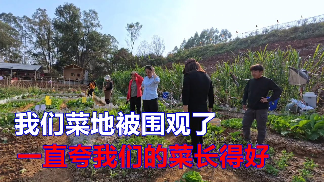 我们的菜地突然来了好多人，都在夸我们的菜种得好，一分耕耘一分收获，所有的付出只有自己才懂【我是杰少】