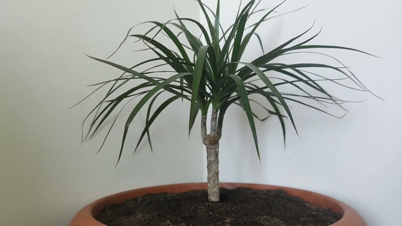*Dracaena Marginata* (Ejderha Ağacı) Bitkisinin Özellikleri Bakımı