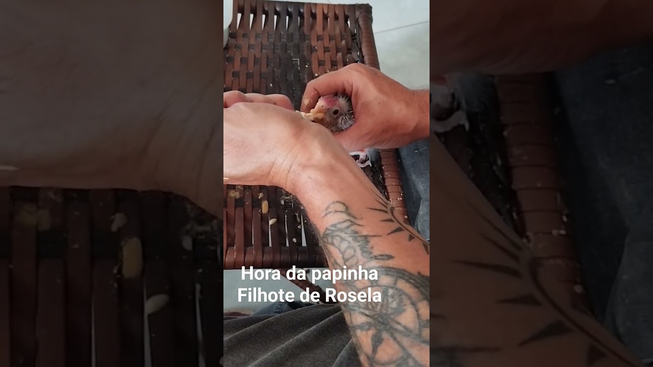 Rosela filhote na papinha