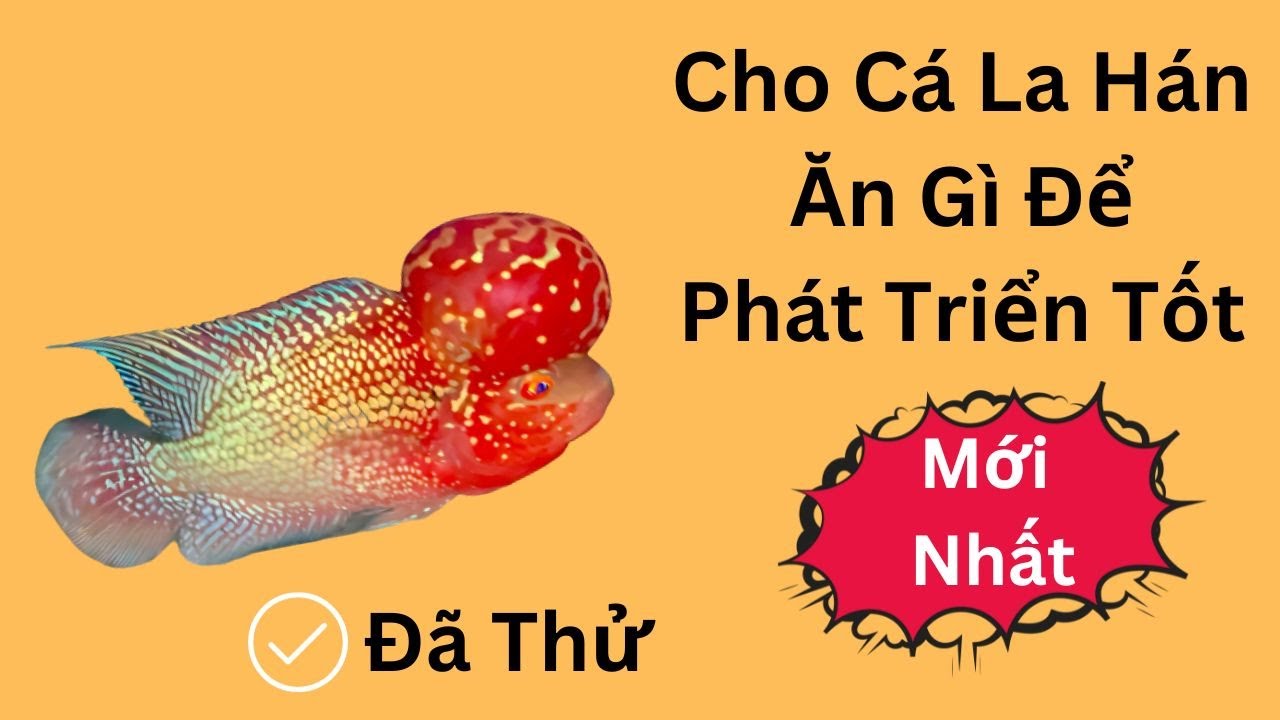 Nu&ocirc;i C&aacute; La H&aacute;n Cho Ăn G&igrave; Tại C&aacute; La H&aacute;n Đại L&acirc;m Mộc