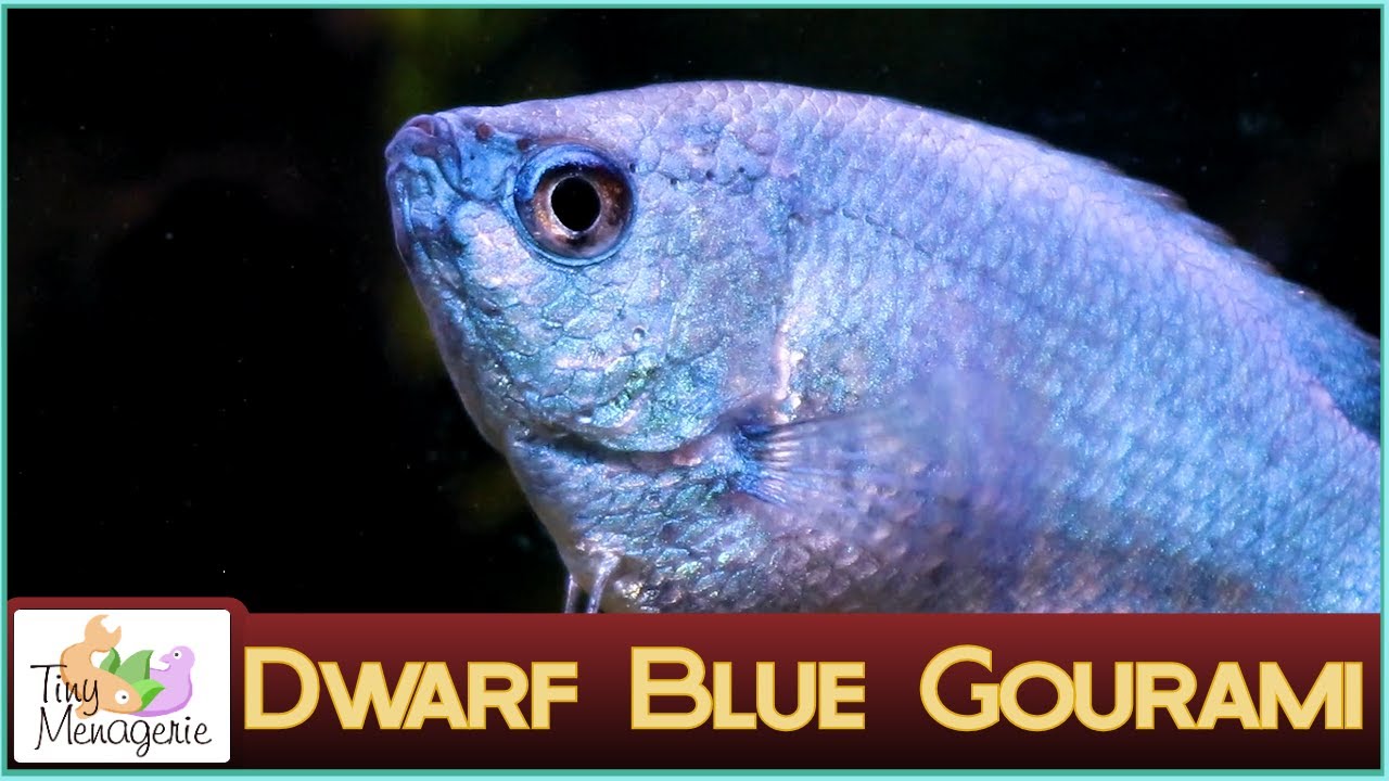 All About Dwarf Blue Gourami (Powder Blue Gourami): Metallic Blue Fish!