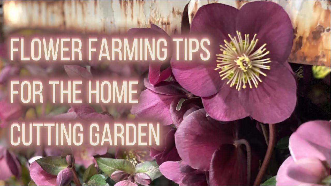 Flower Farmer Tips For The Home Cutting Garden | From The NWFGS | PepperHarrow