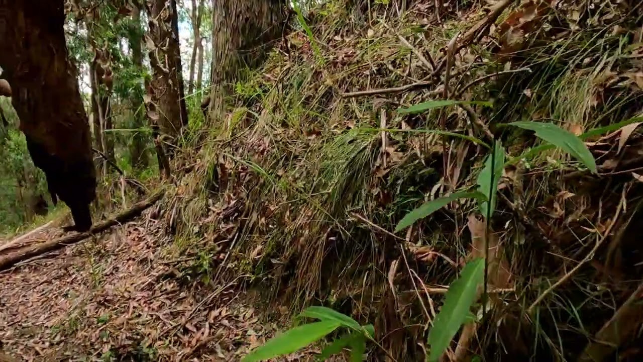 Cedar Creek circuit part 2 Bellthorpe National Park