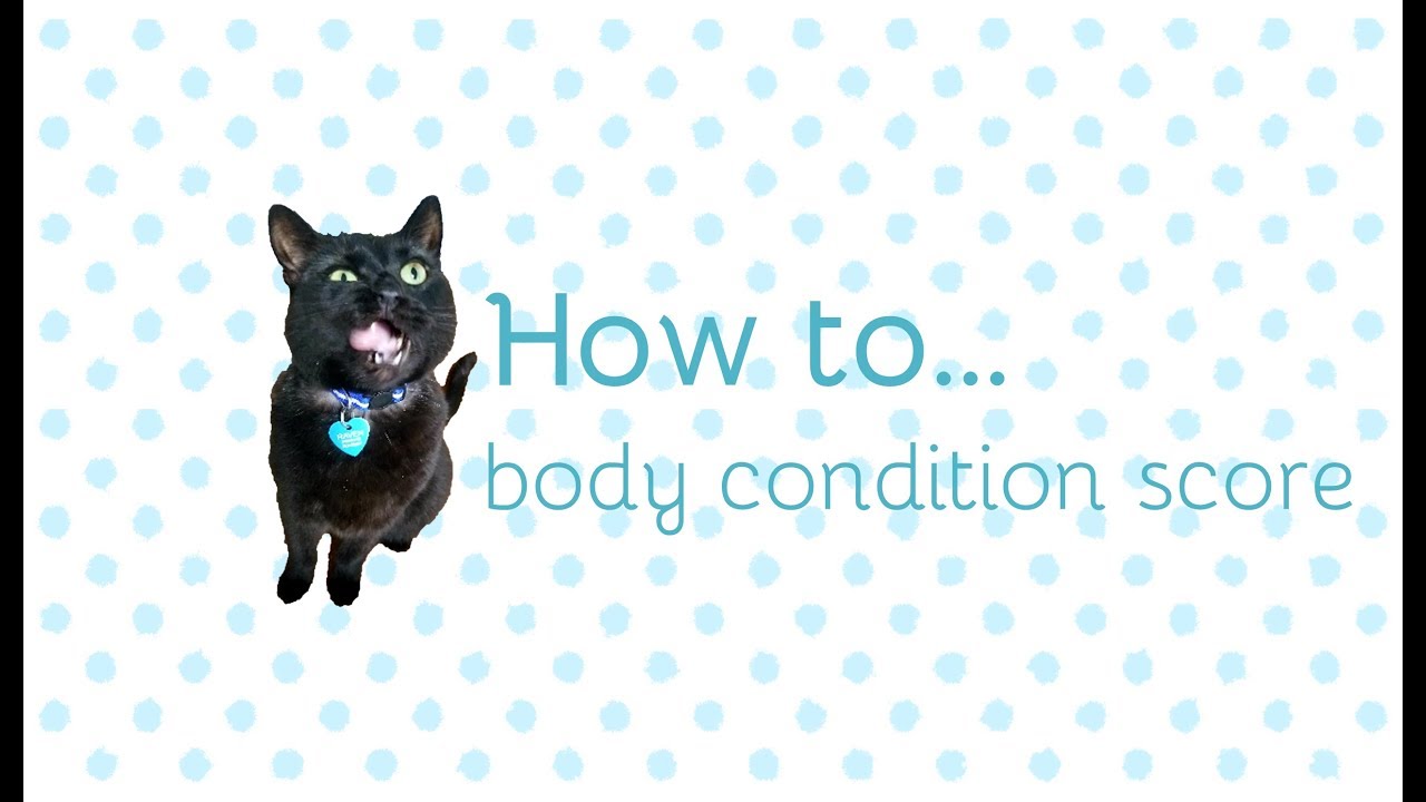 How to body condition score