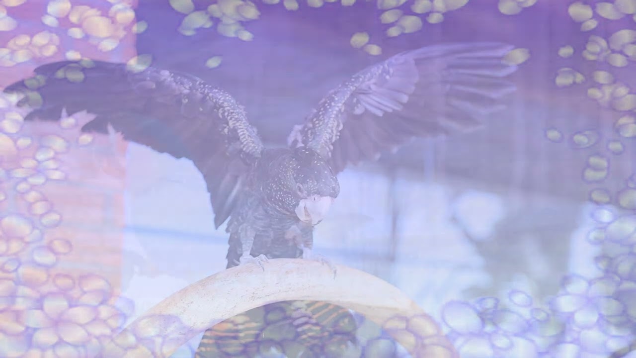 Rare Bird