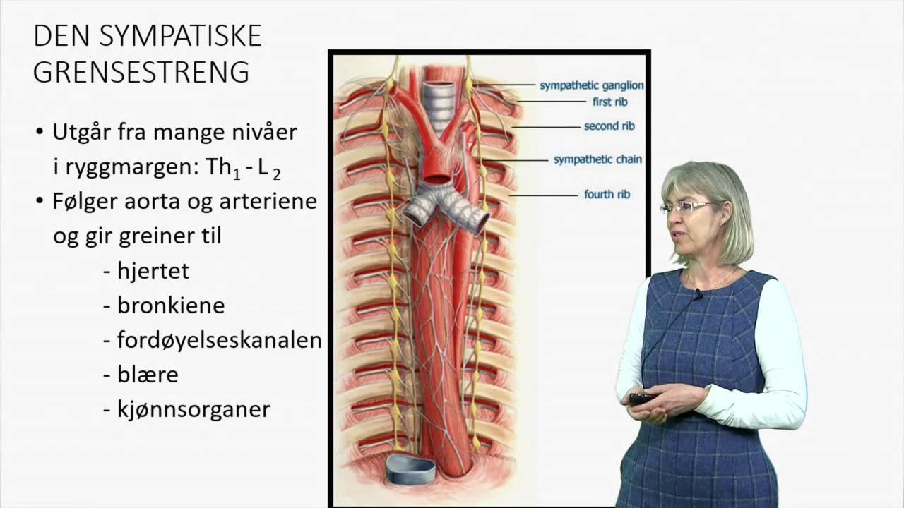 Det autonome nervesystemet: Anatomi