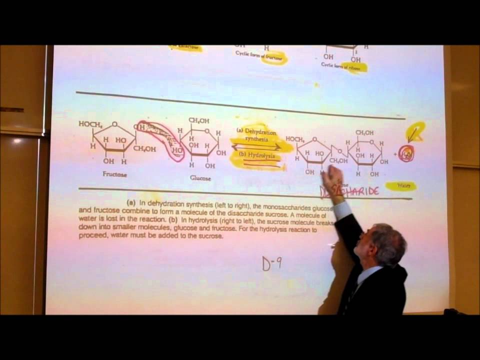 BIOLOGICAL CHEMISTRISTY; PART 1; MONOSACCHARIDES & DISACCHARIDES by Professor Fink