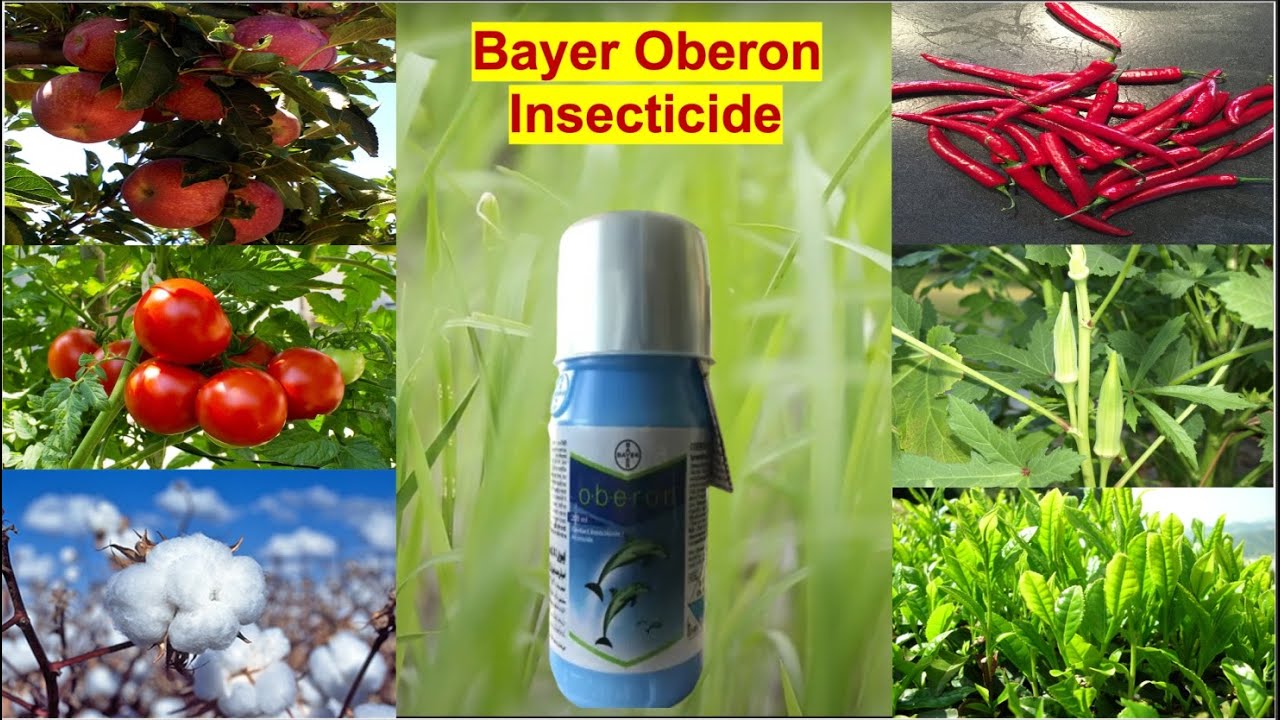 Bayer Oberon | Insecticide | World of Agro | Spiromesifen 22.9% SC | Complete information