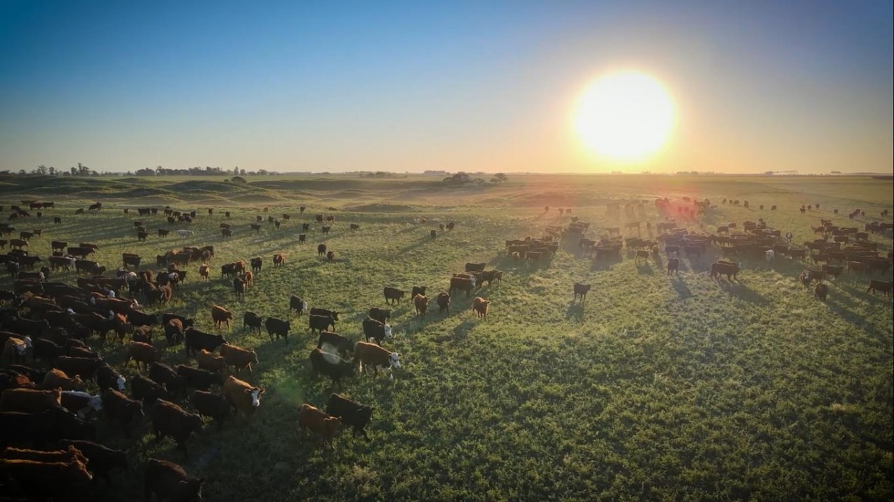 CREA Sustainable Beef Cattle: More Production, Better Environment